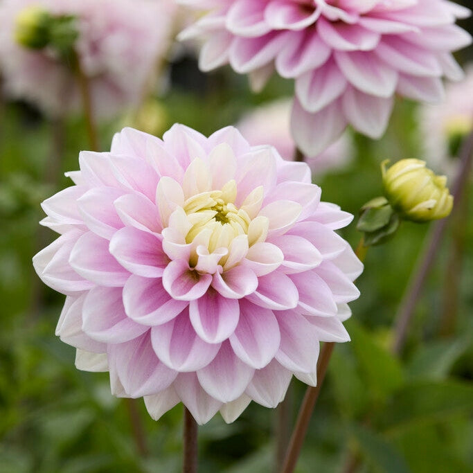 Dahlia Sweet Lucille Koristeellinen 1-pakkaus UUTUUS