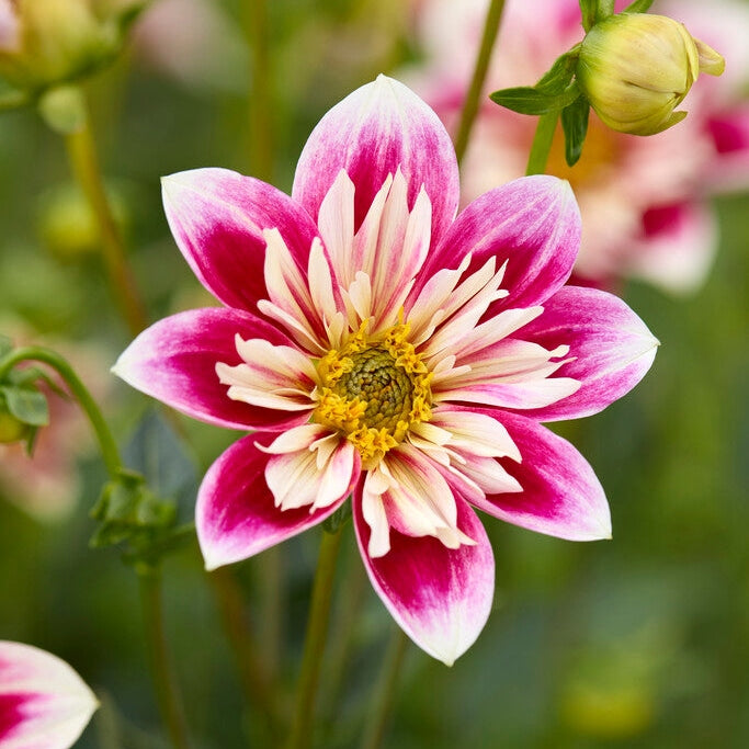 Dahlia Erityinen Muotimyyjä 1-paketti