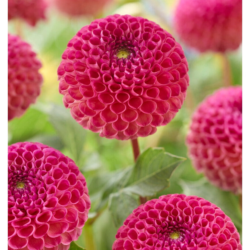 Dahlia Burlesca Pallo 1-pakkaus