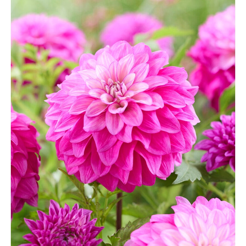 Dahlia Purple Balloon Dekorativ 1-pack UUTUUS