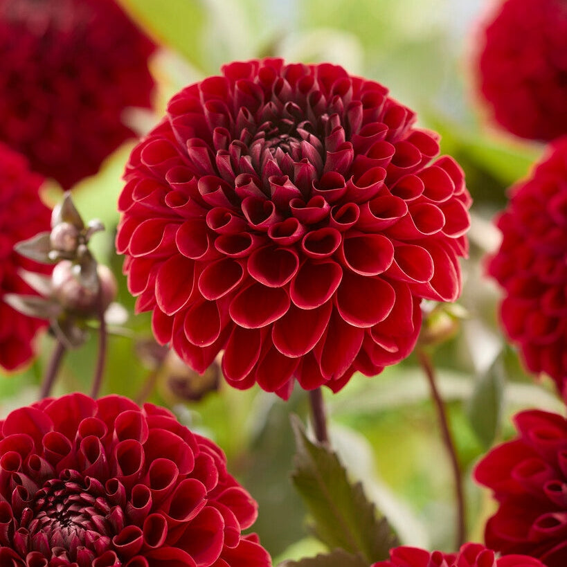 Dahlia Baccara Dekoratiivinen 1-pakkaus UUTUUS