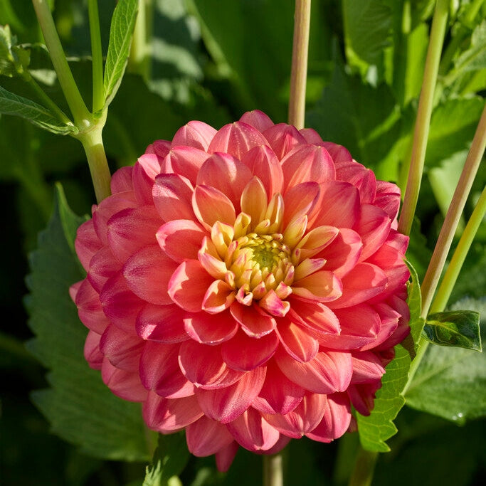 Dahlia Princess Erika Koristeellinen 1-pakkaus UUTUUS