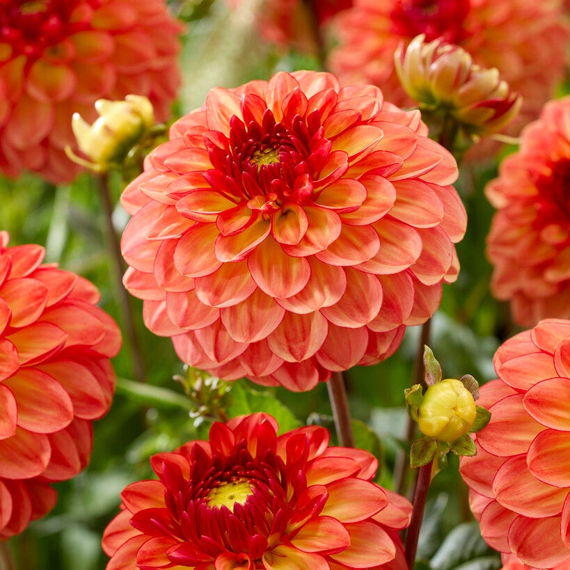 Dahlia Chapeau Bas Ball 1-pack UUTUUS