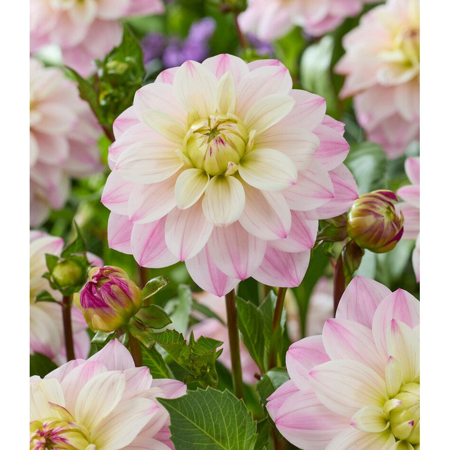 Dahlia Orion Koristeellinen 1-pakkaus UUTUUS