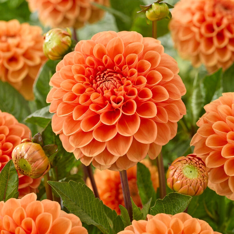Dahlia-pallo Sylvia 1-pakkaus