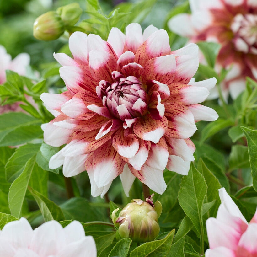 Dahlia Striped Duet Dekoratiivinen 1-pakkaus UUTUUS