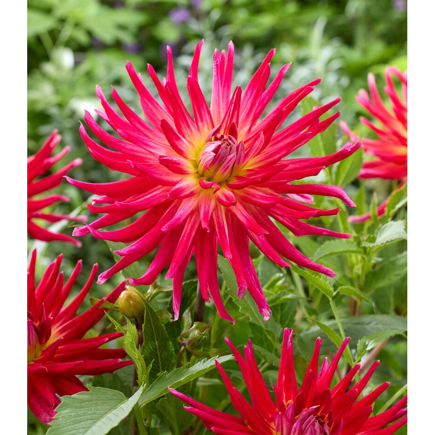 Dahlia Kaktus Bora Bora 1-pakkaus UUTUUS