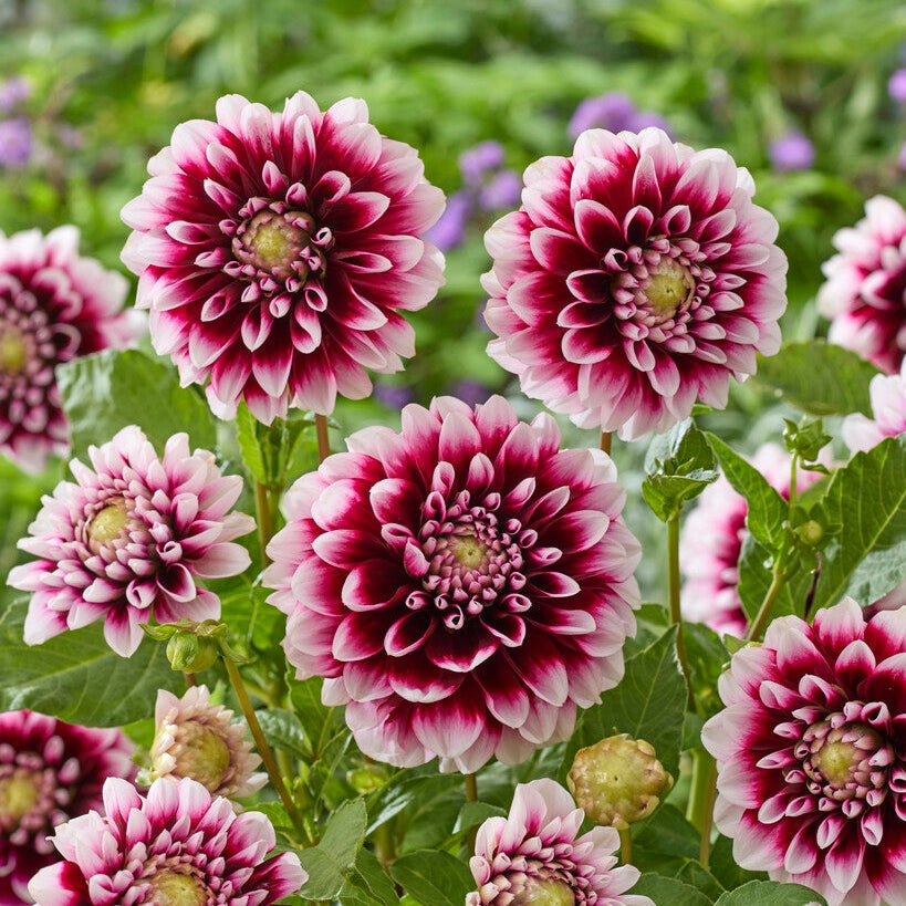 Dahlia Dekoratiivinen Edinburg 1-pakkaus