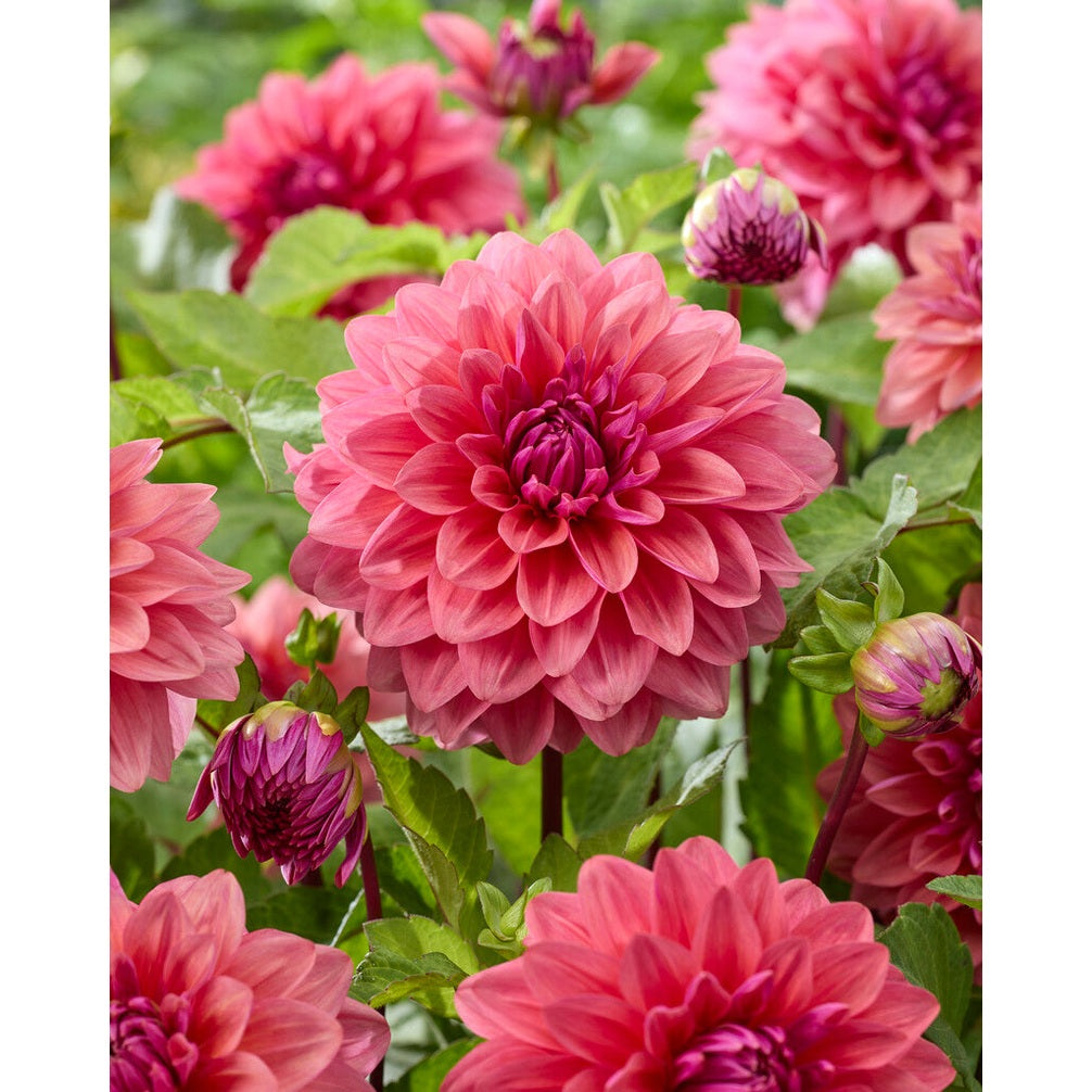 Dahlia Dalmuti Baroness Dekorativ 1-pack UUTUUS