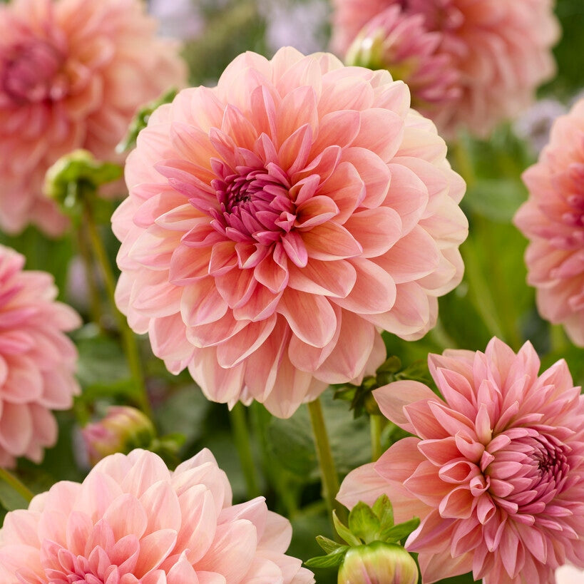 Dahlia Sturm Sweet Maria Koristeellinen 1-pakkaus UUTUUS
