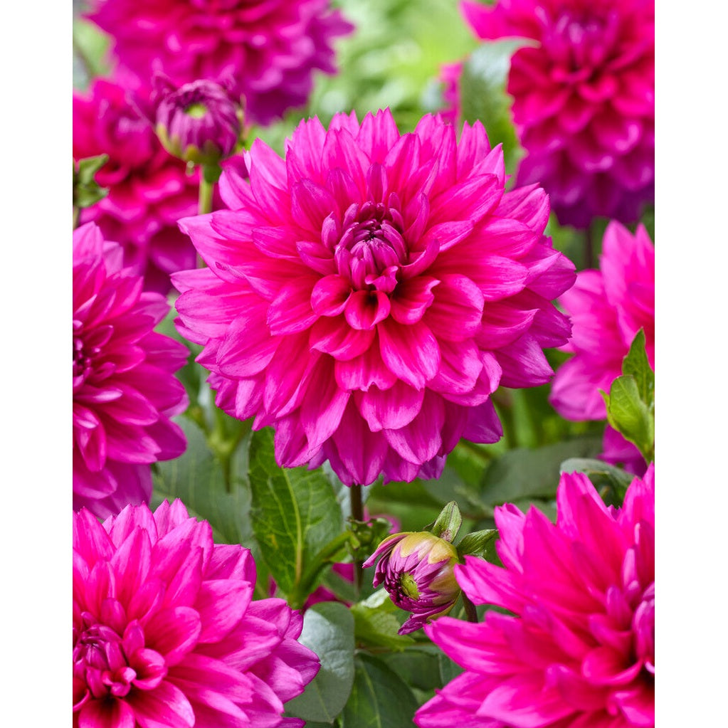 Dahlia Fuschia Charm pompon 1-pakkaus UUTUUS