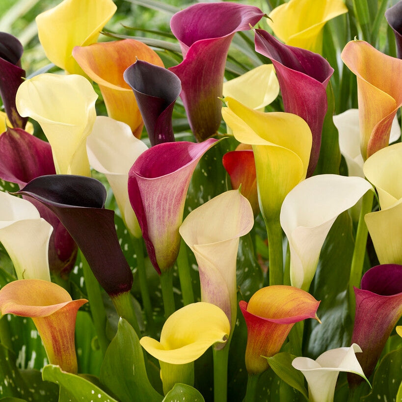 Zantedeschia Sekoitus 3-pakkaus