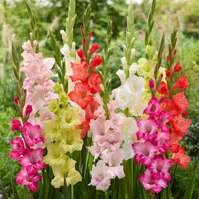 Gladiolus Sekoitus 10-kpl