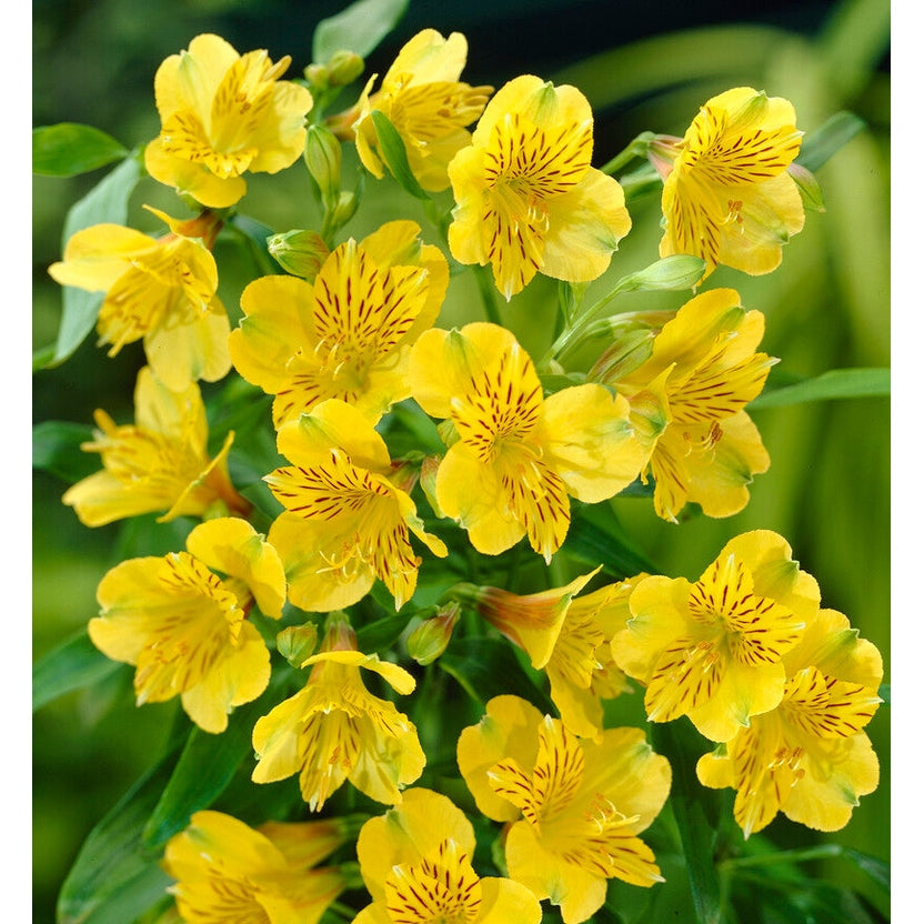 Alstroemeria Keltainen 2-pakkaus