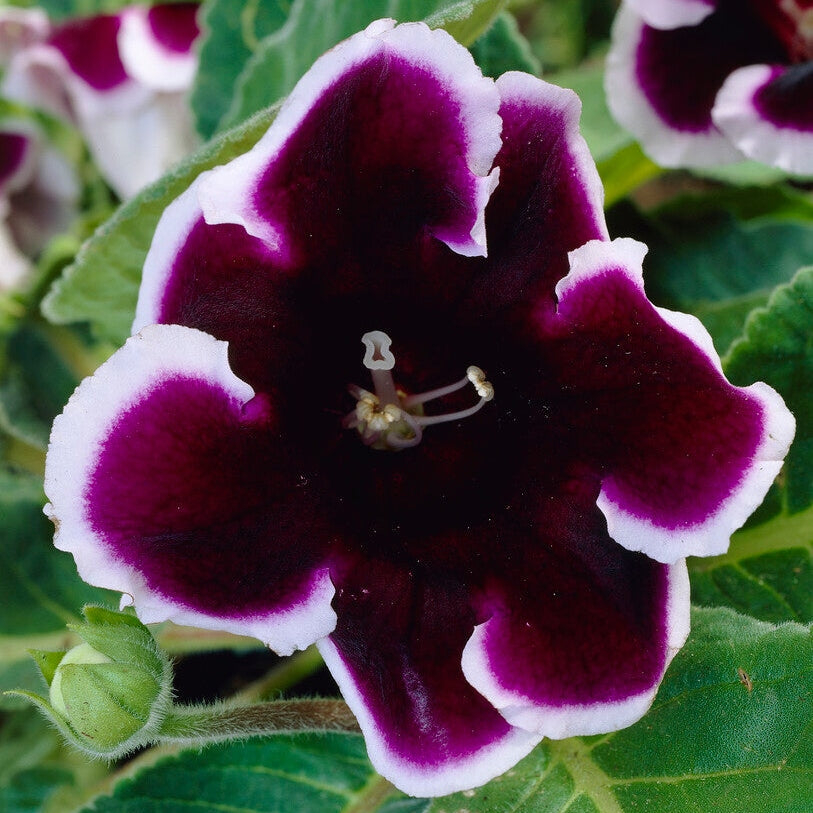 Gloxinia Kaiser Wilhelm 1-pakkaus