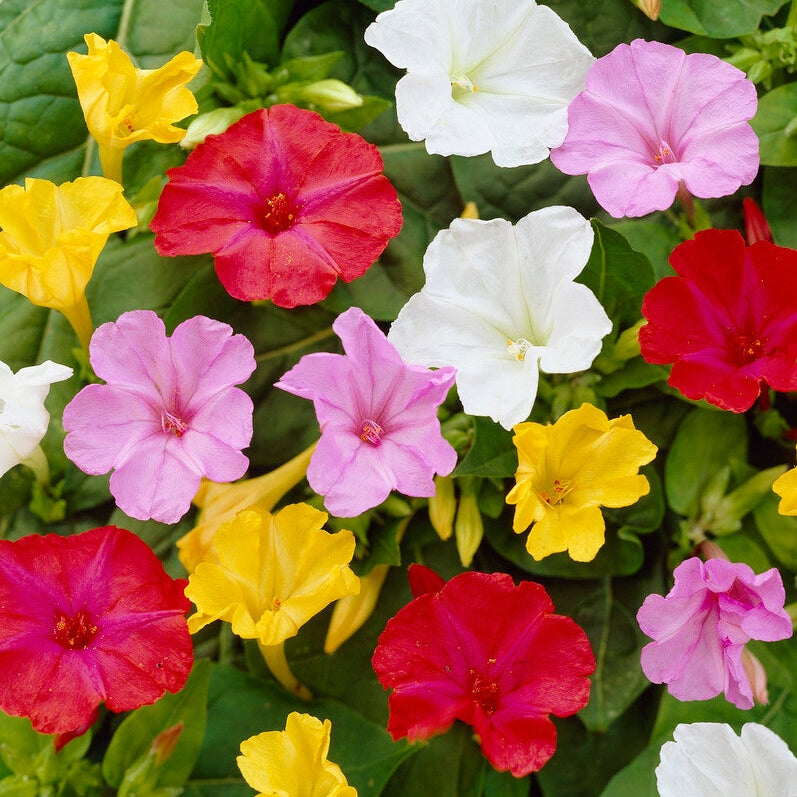 Aluskukka-Mirabillis Jalapa Sekoitus 3-pakkaus