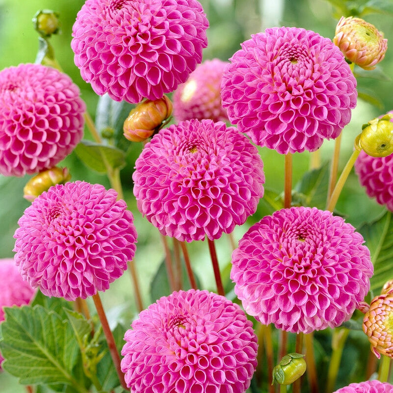 Dahlia Pompon Franz Kafka 1-paketti