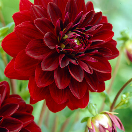 Dahlia Dekorativ Arabian Night 1-pack