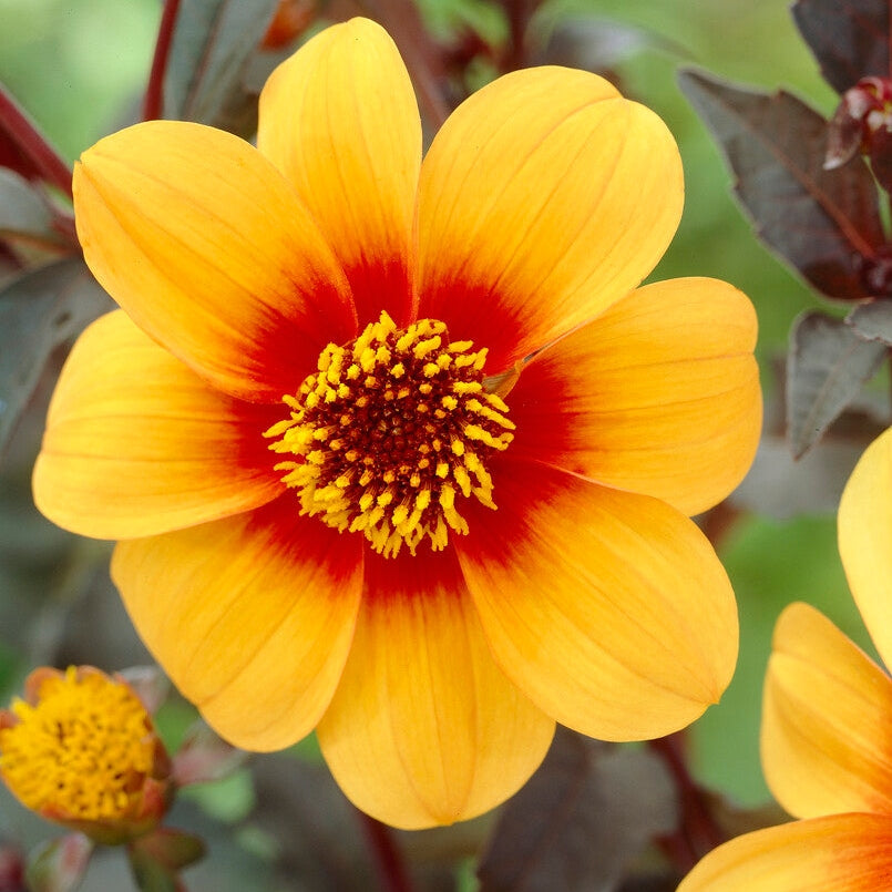 Dahlia Special Mignon Sunshine 1-pakkaus