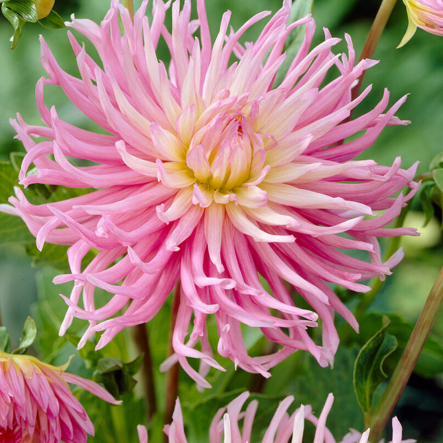 Dahlia Cactus Star's Favourite 1-pack