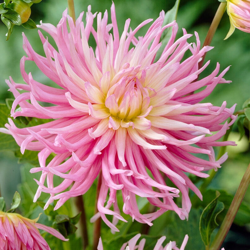 Dahlia Kaktus Tähtien Suosikki 1-pakkaus