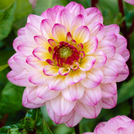 Dahlia Boll El Paso 1-pack