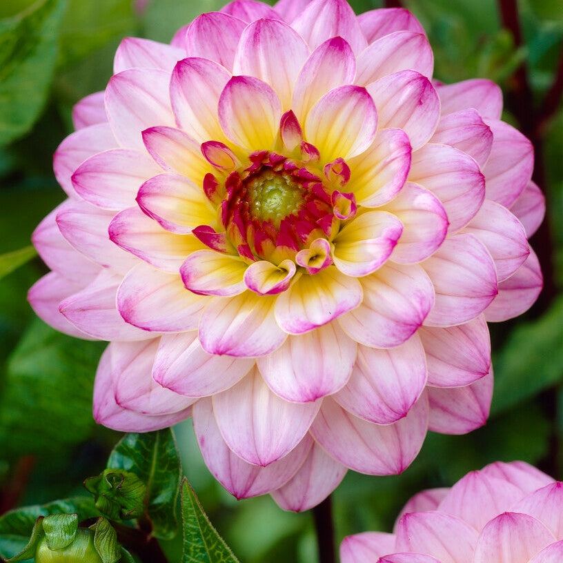 Dahlia Pallo El Paso 1-pakkaus
