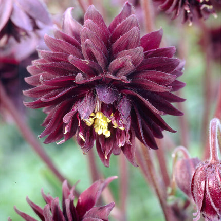 Akleja-Aquilegia Black Barlow 2-pack