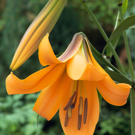 Trumpetlilja-Lilium Trumpet African Queen 2-pack