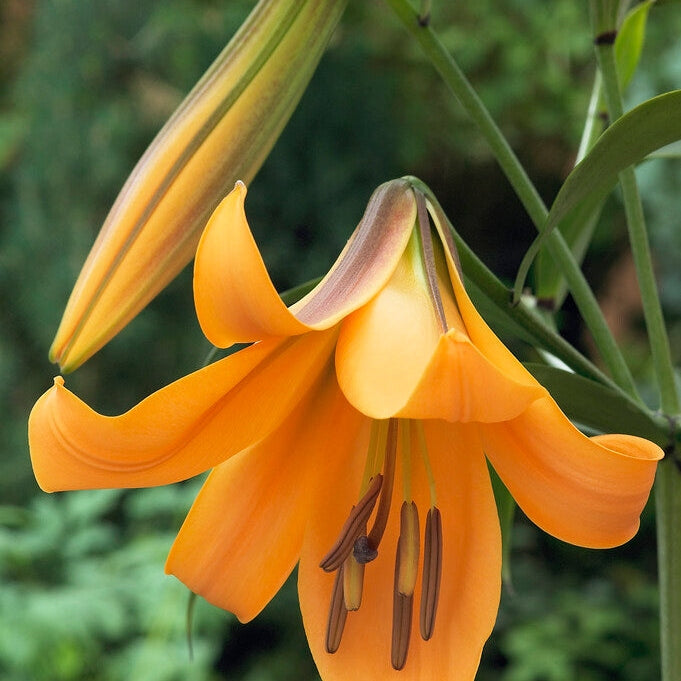 Trumpettikukka-Lilium Trumpet African Queen 2-pakkaus