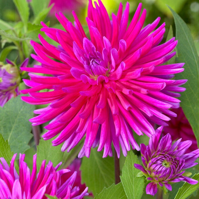 Dahlia Kaktus Purppura Jalokivi
