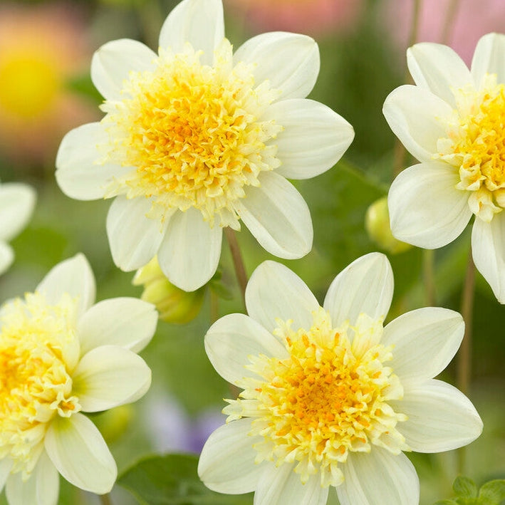 Dahlia Toto Anemone 1-pakkaus