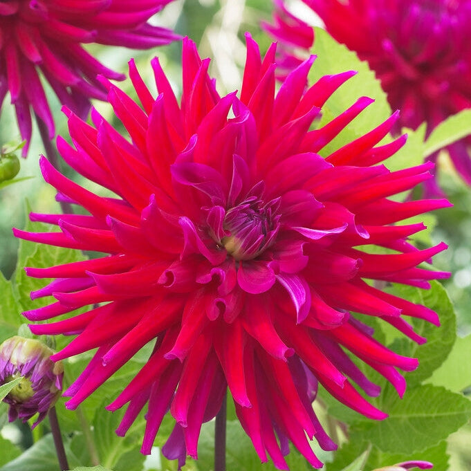 Dahlia Kaktus Orfeo 1-pakkaus