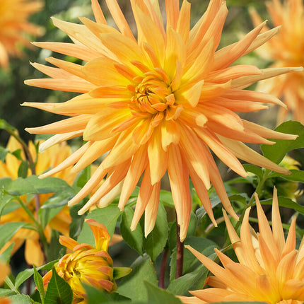 Dahlia Cactus Gold Crown 1-pack