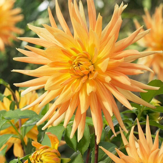 Dahlia Kaktus Kulta Kruunu 1-pakkaus