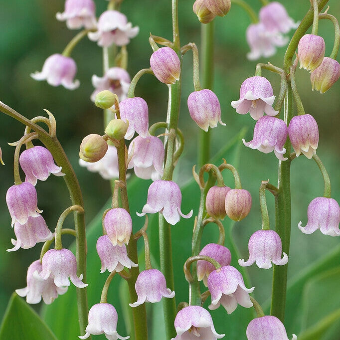 Kielo-Convallaria Majalis Pink 3-pack