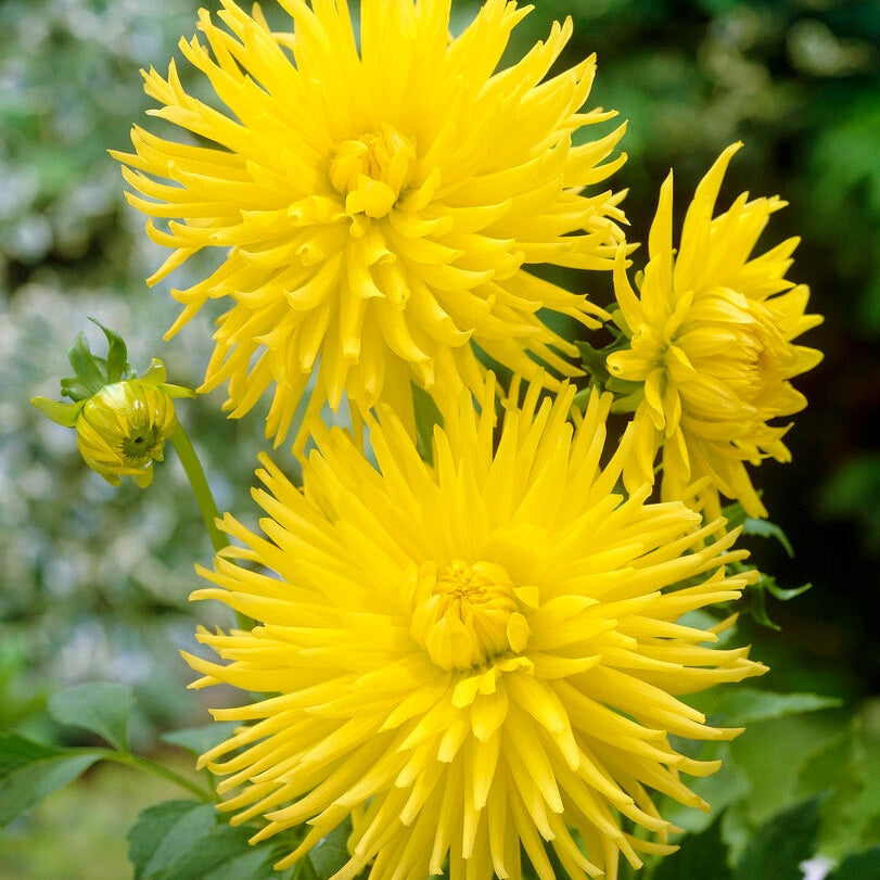 Dahlia Cactus Kennemerland 1-paketti