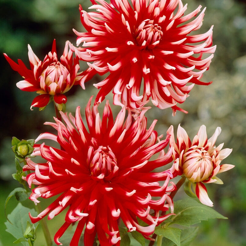 Dahlia Cactus Friquolet 1-pakkaus