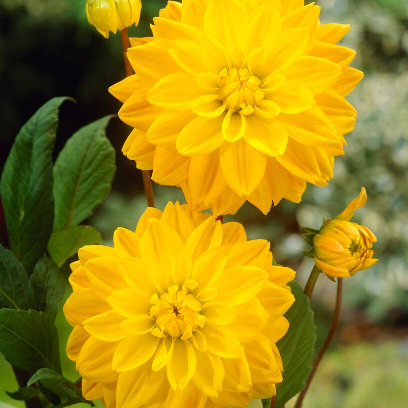 Dahlia Dekoratiivinen Kultaembleemi 1-pakkaus