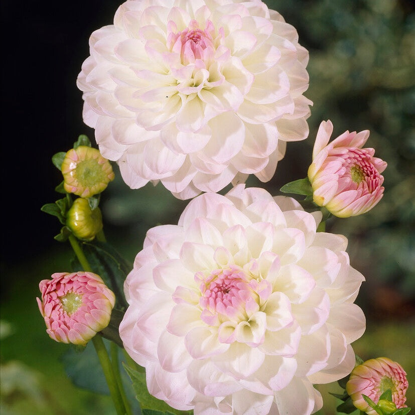 Dahlia Boll Eveline 1-pakkaus