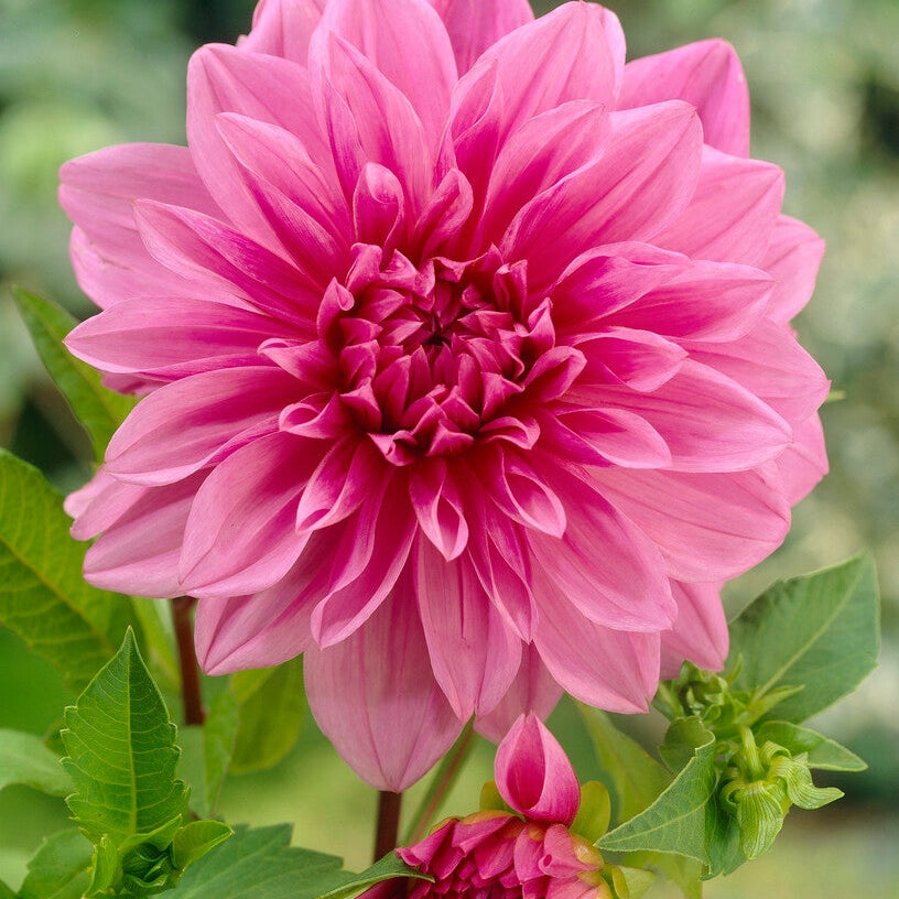 Dahlia Deorativ Laventeli Täydellisyys 1-pakkaus