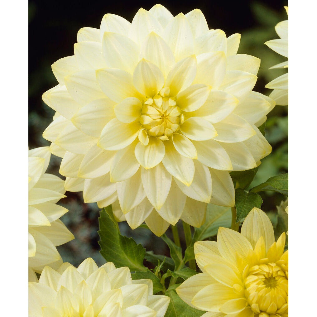 Dahlia Snowbound Koristeellinen 1-pakkaus UUTUUS