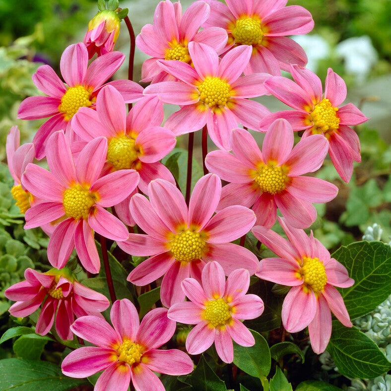 Dahlia Special Top Mix Pink 1-pakkaus