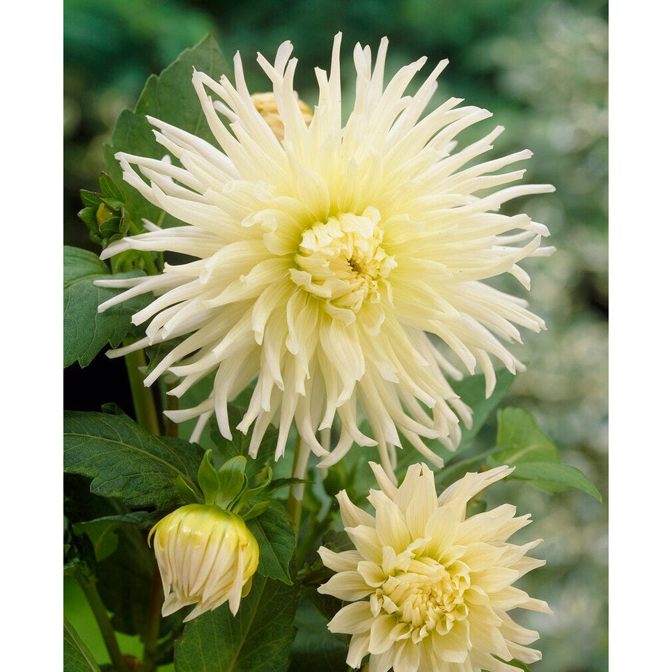 Dahlia Kaktus Valkoinen Tähti 1-pakkaus UUTUUS