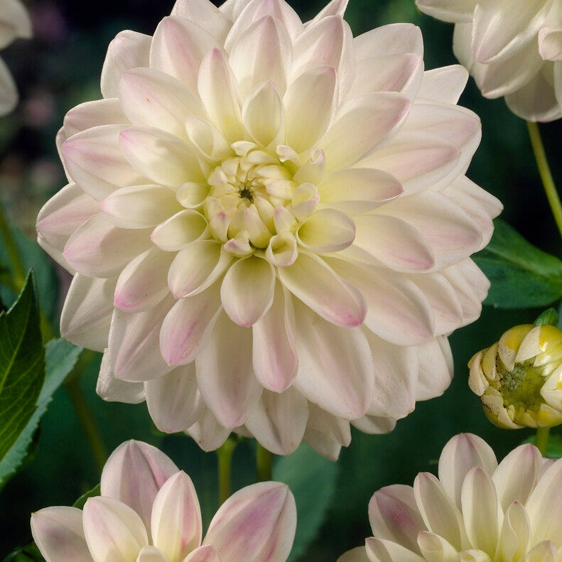Dahlia Border Wittem 1-pakkaus