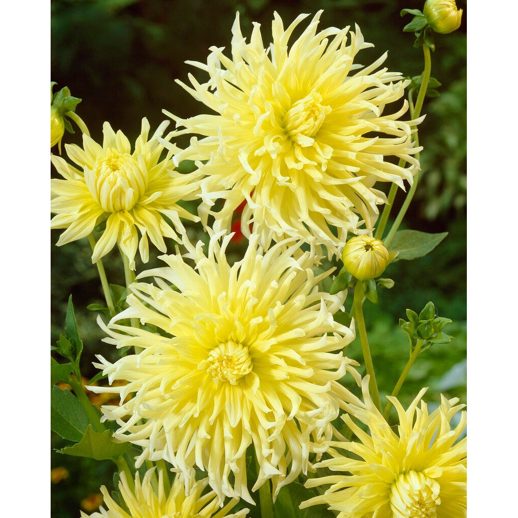 Dahlia Keltainen Tähti Koriste 1-pakkaus UUTUUS