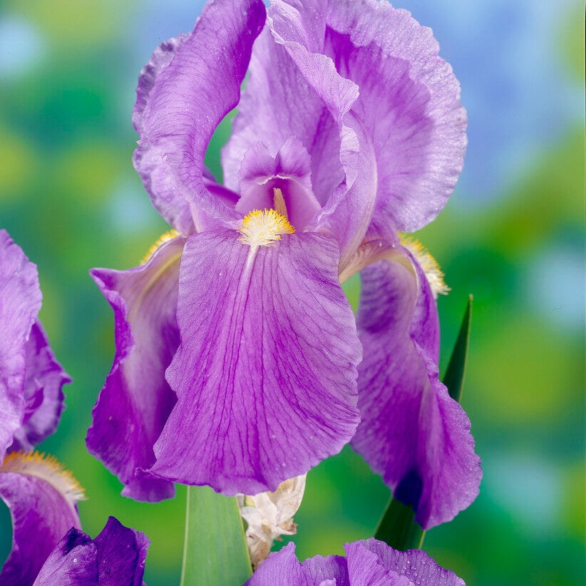 Tyskiris-Iris Germanica Florentina 1-pakkaus