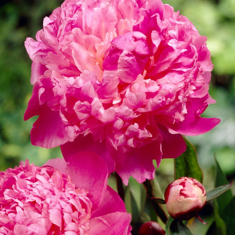 Pioni-Paeonia Louis van Houtte 1-paketti