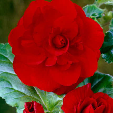 Begonia Double Red 3-pack