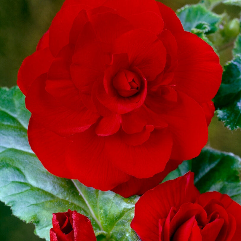 Begonia Double Red 3-pack